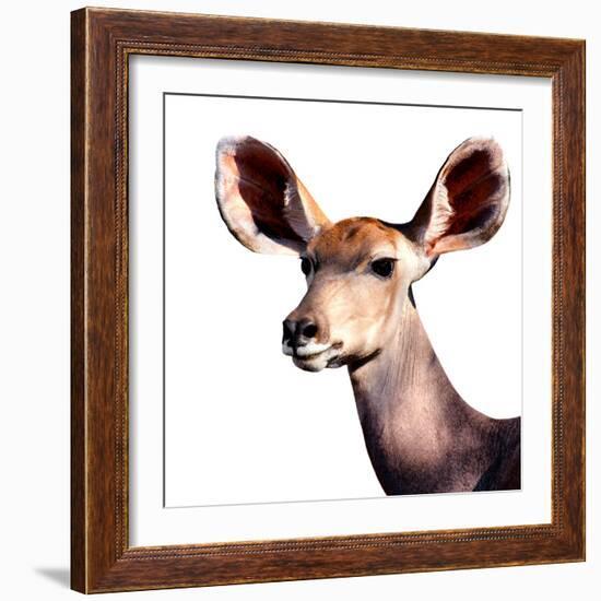 Safari Profile Collection - Antelope Impala Portrait White Edition V-Philippe Hugonnard-Framed Photographic Print