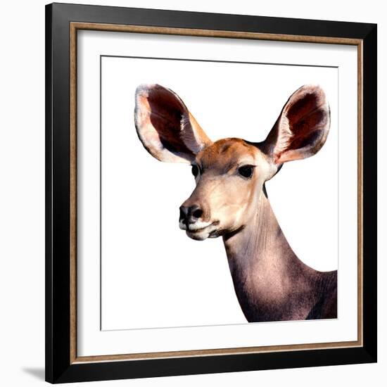Safari Profile Collection - Antelope Impala Portrait White Edition V-Philippe Hugonnard-Framed Photographic Print