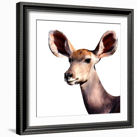 Safari Profile Collection - Antelope Impala Portrait White Edition V-Philippe Hugonnard-Framed Photographic Print