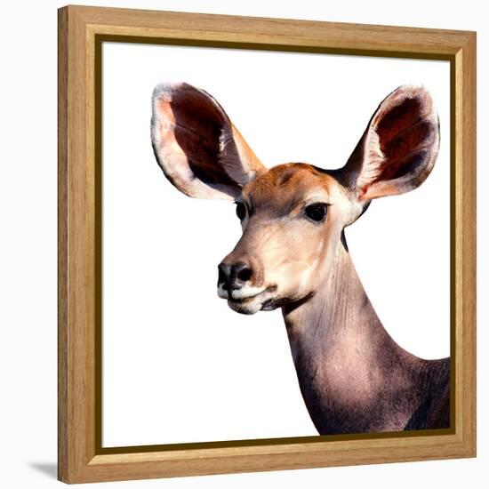 Safari Profile Collection - Antelope Impala Portrait White Edition V-Philippe Hugonnard-Framed Premier Image Canvas