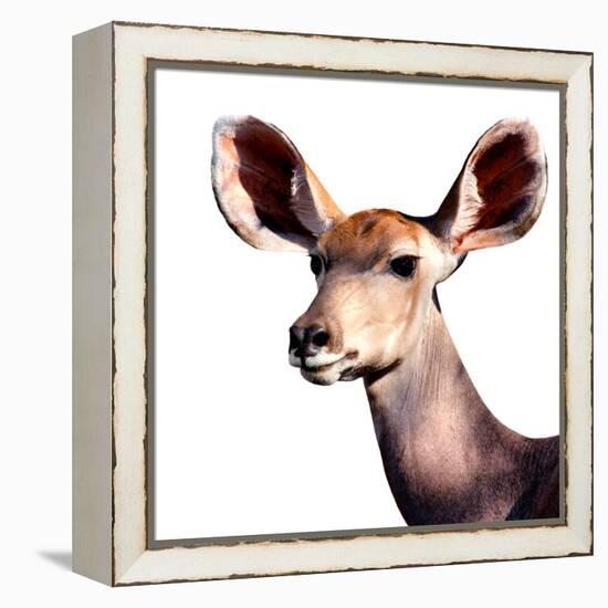 Safari Profile Collection - Antelope Impala Portrait White Edition V-Philippe Hugonnard-Framed Premier Image Canvas