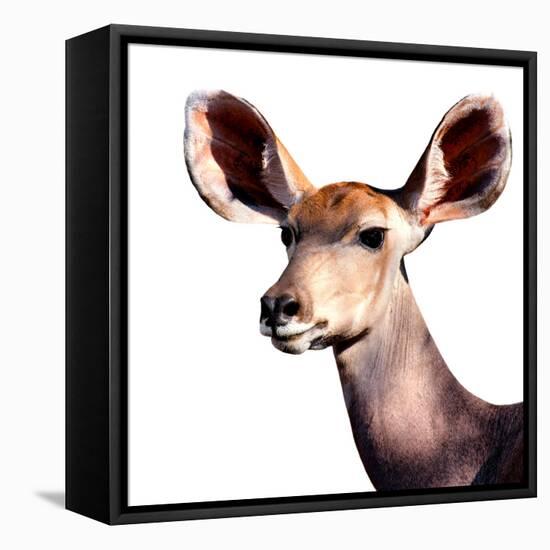 Safari Profile Collection - Antelope Impala Portrait White Edition V-Philippe Hugonnard-Framed Premier Image Canvas