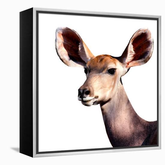 Safari Profile Collection - Antelope Impala Portrait White Edition V-Philippe Hugonnard-Framed Premier Image Canvas