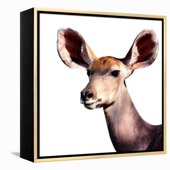 Safari Profile Collection - Antelope Impala Portrait White Edition V-Philippe Hugonnard-Framed Premier Image Canvas
