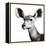 Safari Profile Collection - Antelope Impala Portrait White Edition VI-Philippe Hugonnard-Framed Premier Image Canvas