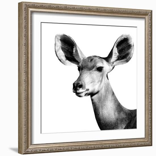 Safari Profile Collection - Antelope Impala Portrait White Edition VI-Philippe Hugonnard-Framed Photographic Print