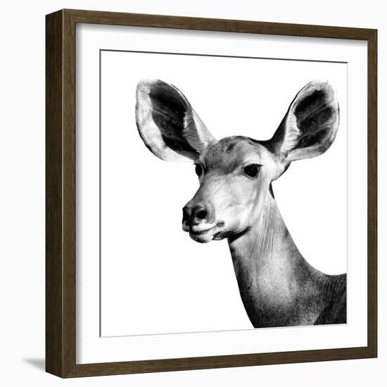 Safari Profile Collection - Antelope Impala Portrait White Edition VI-Philippe Hugonnard-Framed Photographic Print