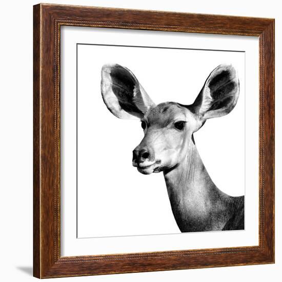 Safari Profile Collection - Antelope Impala Portrait White Edition VI-Philippe Hugonnard-Framed Photographic Print