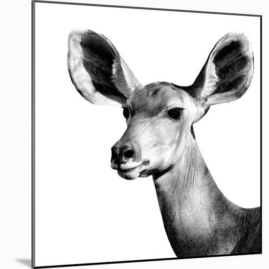 Safari Profile Collection - Antelope Impala Portrait White Edition VI-Philippe Hugonnard-Mounted Photographic Print
