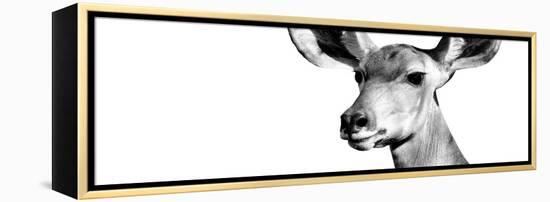 Safari Profile Collection - Antelope Impala Portrait White Edition VIII-Philippe Hugonnard-Framed Premier Image Canvas