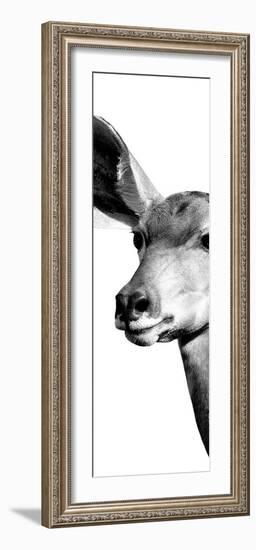 Safari Profile Collection - Antelope Impala Portrait White Edition X-Philippe Hugonnard-Framed Photographic Print