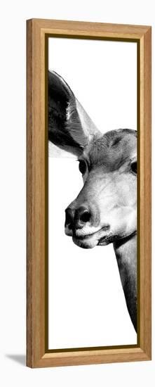 Safari Profile Collection - Antelope Impala Portrait White Edition X-Philippe Hugonnard-Framed Premier Image Canvas