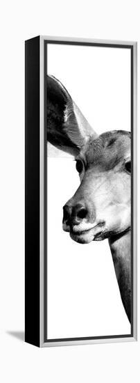 Safari Profile Collection - Antelope Impala Portrait White Edition X-Philippe Hugonnard-Framed Premier Image Canvas