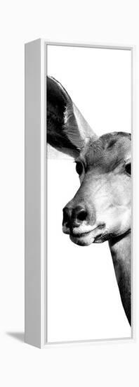 Safari Profile Collection - Antelope Impala Portrait White Edition X-Philippe Hugonnard-Framed Premier Image Canvas