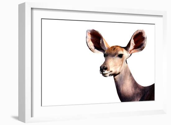 Safari Profile Collection - Antelope Impala Portrait White Edition-Philippe Hugonnard-Framed Photographic Print