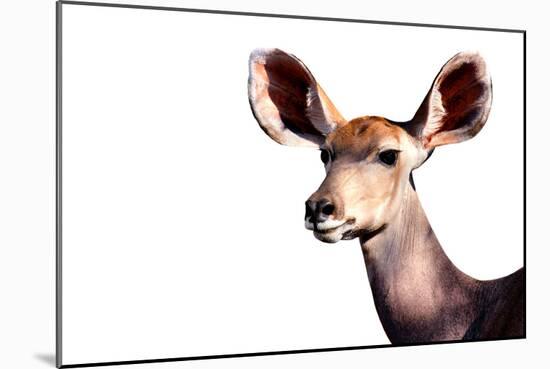Safari Profile Collection - Antelope Impala Portrait White Edition-Philippe Hugonnard-Mounted Photographic Print