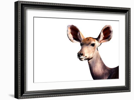 Safari Profile Collection - Antelope Impala Portrait White Edition-Philippe Hugonnard-Framed Photographic Print