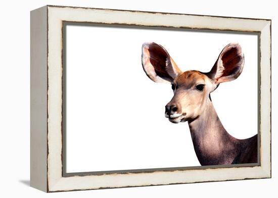 Safari Profile Collection - Antelope Impala Portrait White Edition-Philippe Hugonnard-Framed Premier Image Canvas