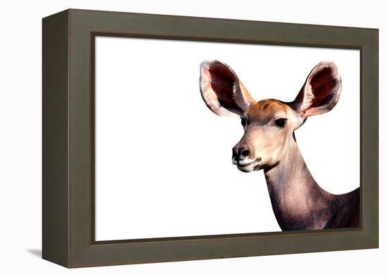 Safari Profile Collection - Antelope Impala Portrait White Edition-Philippe Hugonnard-Framed Premier Image Canvas