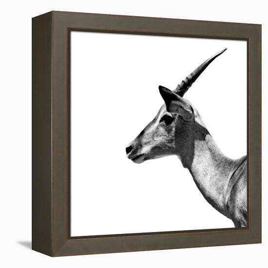Safari Profile Collection - Antelope Impala White Edition III-Philippe Hugonnard-Framed Premier Image Canvas