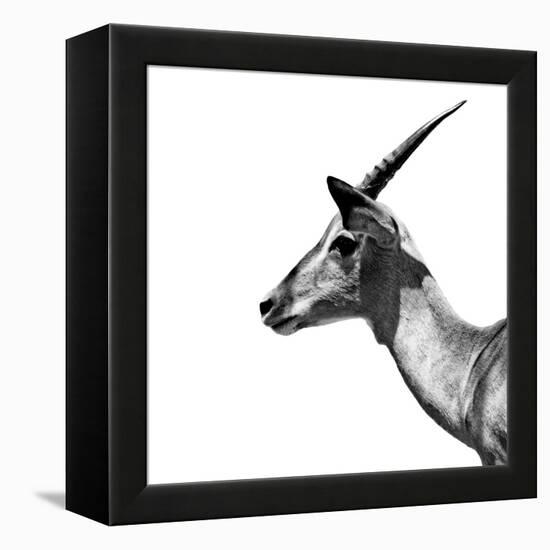 Safari Profile Collection - Antelope Impala White Edition III-Philippe Hugonnard-Framed Premier Image Canvas