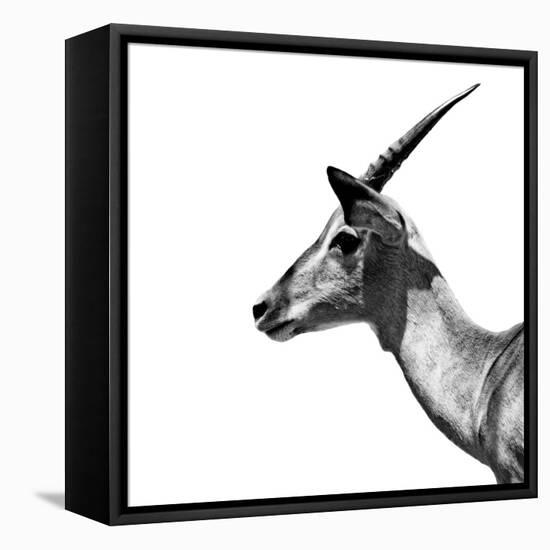 Safari Profile Collection - Antelope Impala White Edition III-Philippe Hugonnard-Framed Premier Image Canvas