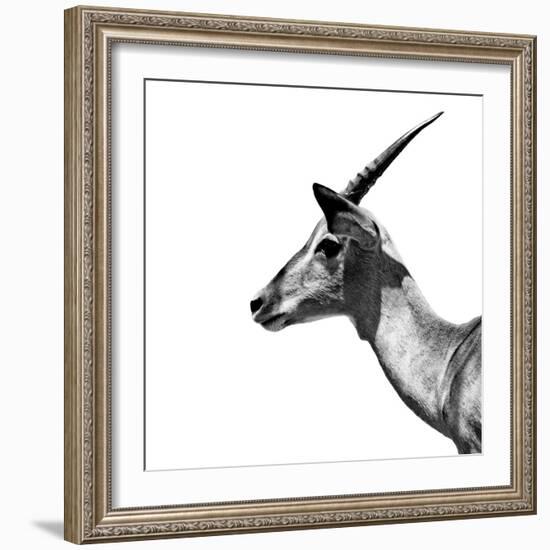 Safari Profile Collection - Antelope Impala White Edition III-Philippe Hugonnard-Framed Photographic Print