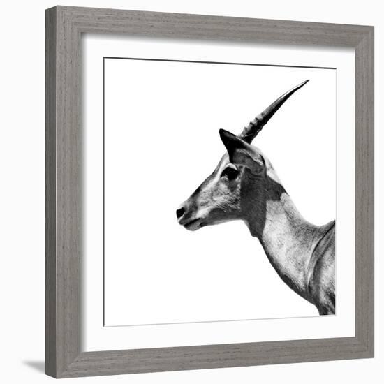 Safari Profile Collection - Antelope Impala White Edition III-Philippe Hugonnard-Framed Photographic Print