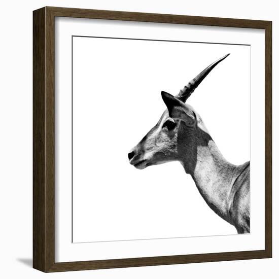 Safari Profile Collection - Antelope Impala White Edition III-Philippe Hugonnard-Framed Photographic Print