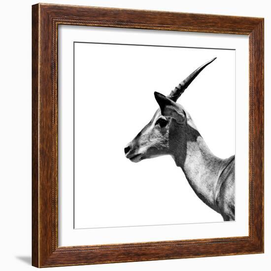 Safari Profile Collection - Antelope Impala White Edition III-Philippe Hugonnard-Framed Photographic Print