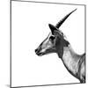 Safari Profile Collection - Antelope Impala White Edition III-Philippe Hugonnard-Mounted Photographic Print