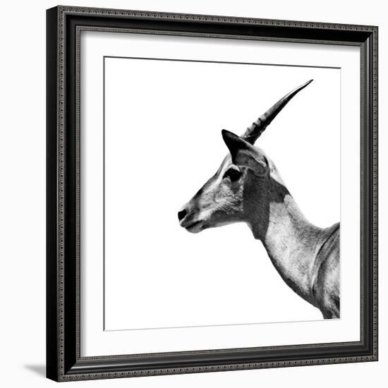 Safari Profile Collection - Antelope Impala White Edition III-Philippe Hugonnard-Framed Photographic Print