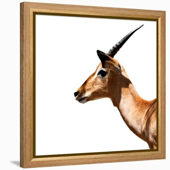 Safari Profile Collection - Antelope Impala White Edition IV-Philippe Hugonnard-Framed Premier Image Canvas