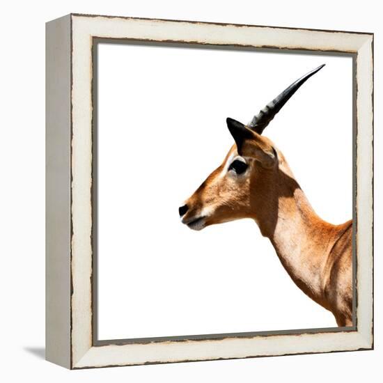 Safari Profile Collection - Antelope Impala White Edition IV-Philippe Hugonnard-Framed Premier Image Canvas