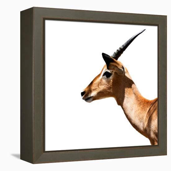 Safari Profile Collection - Antelope Impala White Edition IV-Philippe Hugonnard-Framed Premier Image Canvas