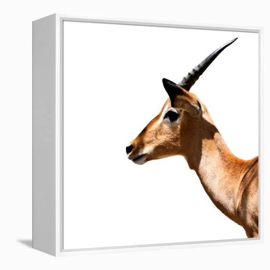 Safari Profile Collection - Antelope Impala White Edition IV-Philippe Hugonnard-Framed Premier Image Canvas