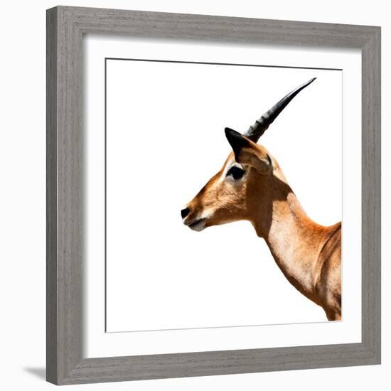 Safari Profile Collection - Antelope Impala White Edition IV-Philippe Hugonnard-Framed Photographic Print