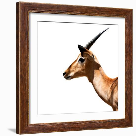 Safari Profile Collection - Antelope Impala White Edition IV-Philippe Hugonnard-Framed Photographic Print