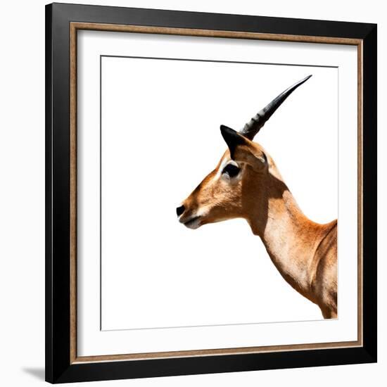 Safari Profile Collection - Antelope Impala White Edition IV-Philippe Hugonnard-Framed Photographic Print