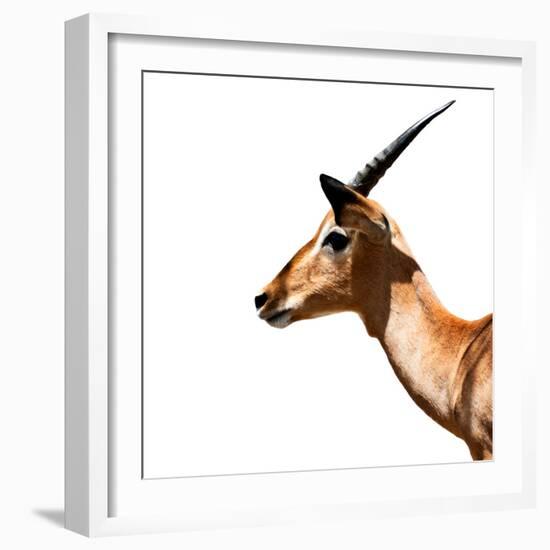 Safari Profile Collection - Antelope Impala White Edition IV-Philippe Hugonnard-Framed Photographic Print