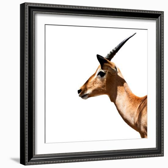 Safari Profile Collection - Antelope Impala White Edition IV-Philippe Hugonnard-Framed Photographic Print