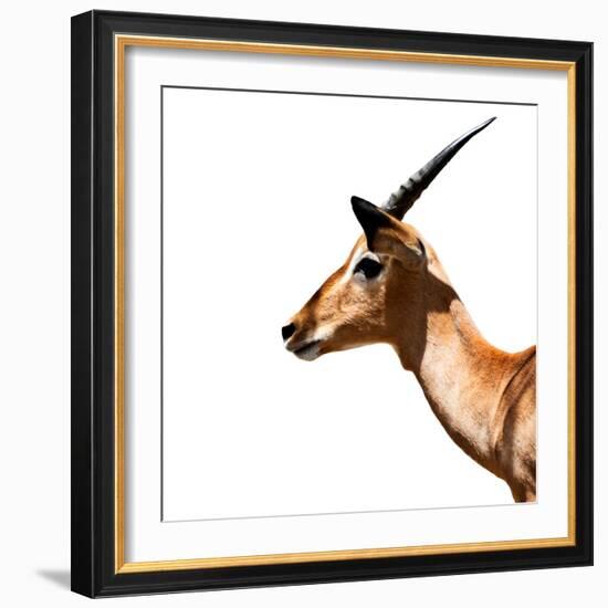 Safari Profile Collection - Antelope Impala White Edition IV-Philippe Hugonnard-Framed Photographic Print