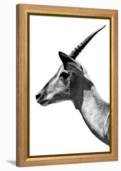 Safari Profile Collection - Antelope Impala White Edition V-Philippe Hugonnard-Framed Premier Image Canvas