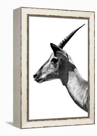 Safari Profile Collection - Antelope Impala White Edition V-Philippe Hugonnard-Framed Premier Image Canvas