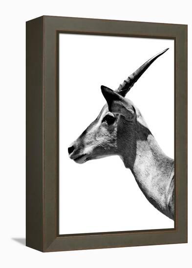 Safari Profile Collection - Antelope Impala White Edition V-Philippe Hugonnard-Framed Premier Image Canvas