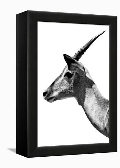 Safari Profile Collection - Antelope Impala White Edition V-Philippe Hugonnard-Framed Premier Image Canvas