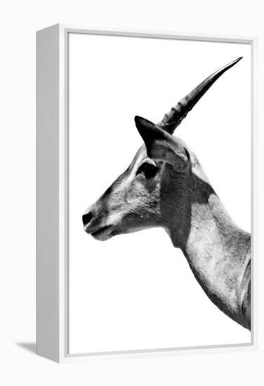Safari Profile Collection - Antelope Impala White Edition V-Philippe Hugonnard-Framed Premier Image Canvas