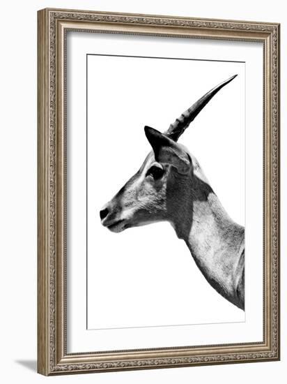 Safari Profile Collection - Antelope Impala White Edition V-Philippe Hugonnard-Framed Photographic Print