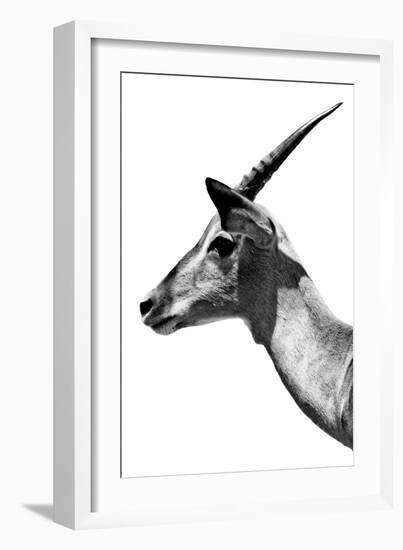 Safari Profile Collection - Antelope Impala White Edition V-Philippe Hugonnard-Framed Photographic Print