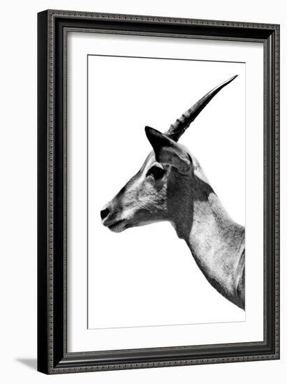 Safari Profile Collection - Antelope Impala White Edition V-Philippe Hugonnard-Framed Photographic Print